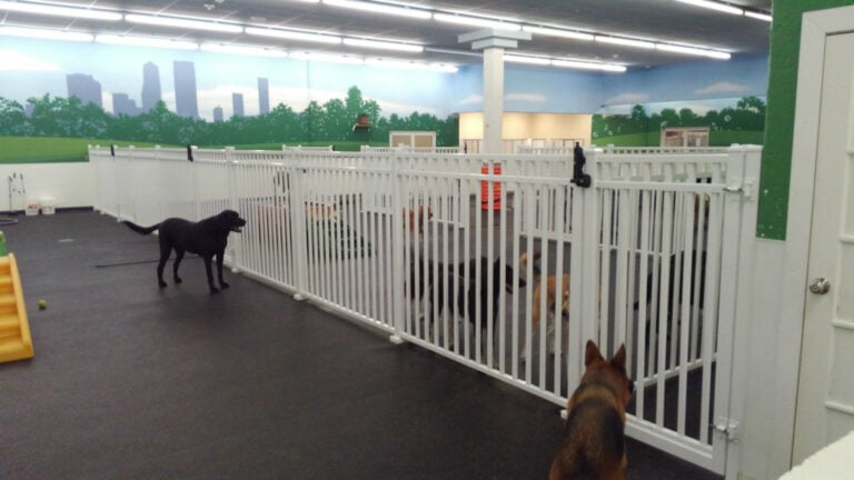 Dog and Puppy Fences