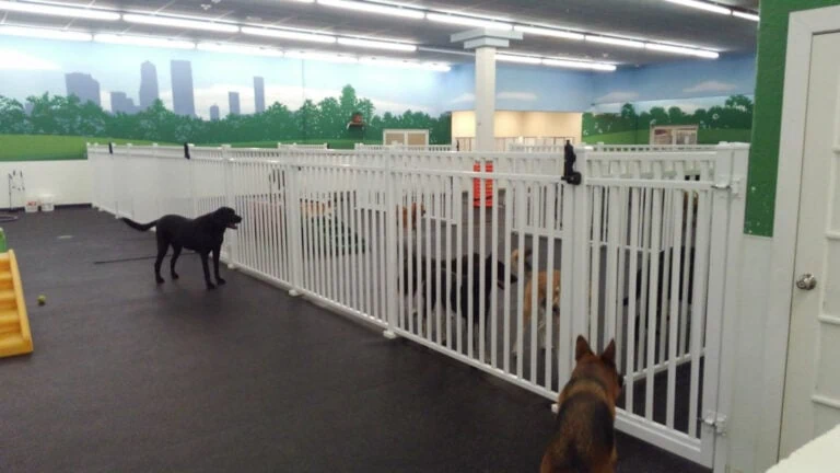 Dog and Puppy Fences