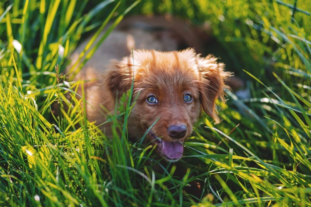 Cute puppy in the grass.