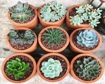 Succulent plants in clay pots