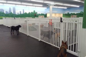 Dog and Puppy Fences