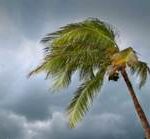 Cloudy skies and wind blowing a palm tree