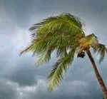 Cloudy skies and wind blowing a palm tree