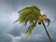Cloudy skies and wind blowing a palm tree