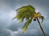 Cloudy skies and wind blowing a palm tree